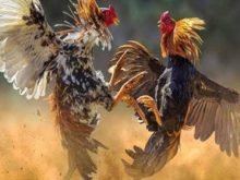 Strategi Taruhan Sabung Ayam Online Tahun 2023